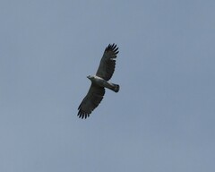 Nisaetus cirrhatus limnaeetus