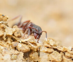 Rhytidoponera tasmaniensis