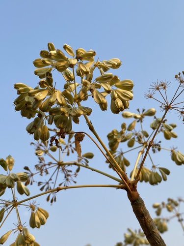 Carrot Tree