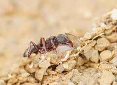 Rhytidoponera tasmaniensis