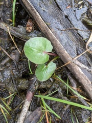 Ornduffia reniformis