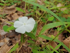 Thunbergia
