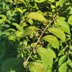Callicarpa dichotoma