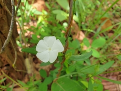 Thunbergia