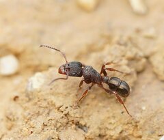 Rhytidoponera tasmaniensis