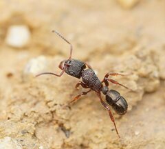 Rhytidoponera tasmaniensis