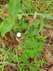 Thunbergia