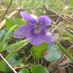 Viola riviniana