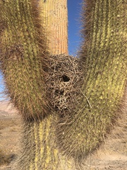 Pseudasthenes steinbachi