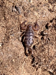 Urodacus manicatus