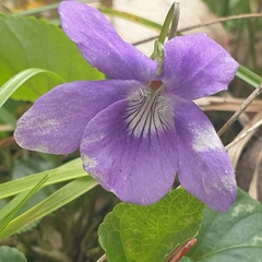 Viola riviniana