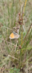 Coenonympha pamphilus