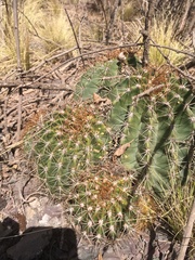 Trichocereus smrzianus