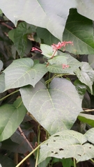 Clerodendrum japonicum