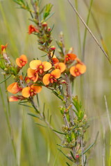 Dillwynia sericea