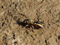 Aethiopicodynerus