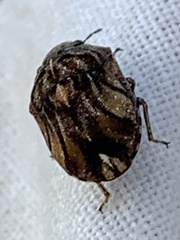 Sphyrocoris obliquus