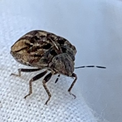 Sphyrocoris obliquus