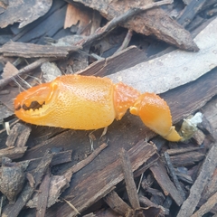 Engaeus tuberculatus