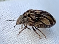 Sphyrocoris obliquus