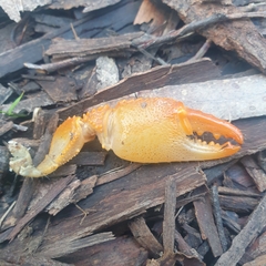 Engaeus tuberculatus