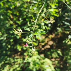 Lespedeza davidii