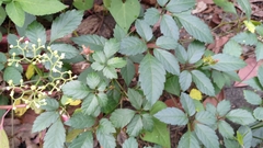 Causonis japonica