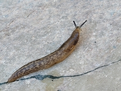 Limacus