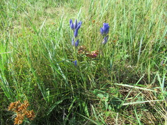 Gentiana decumbens
