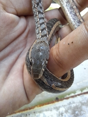 Amphiesma stolatum