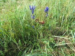 Gentiana decumbens