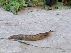 Limacus