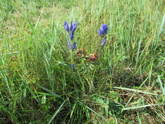 Gentiana decumbens