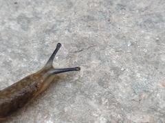 Limacus