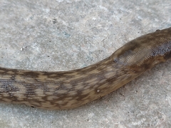 Limacus