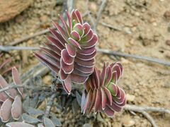 Crassula ciliata