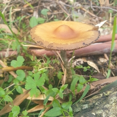 Psilocybe subaeruginosa