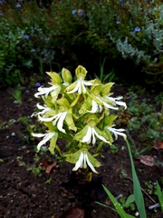 Bonatea speciosa