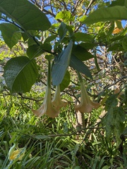 Brugmansia