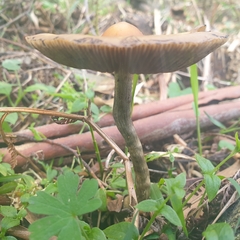 Psilocybe subaeruginosa