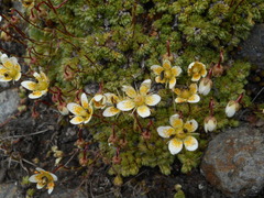 Saxifraga bryoides