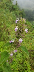 Lamiaceae