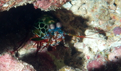 Odontodactylus scyllarus