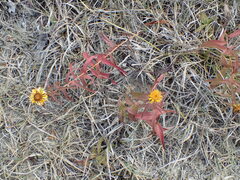 Pentanema salicinum