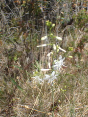 Anthericum ramosum