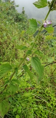 Lamiaceae