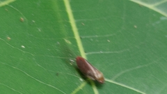 Eoscarta