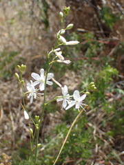Anthericum ramosum