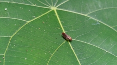 Eoscarta
