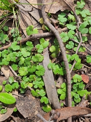 Hydrocotyle laxiflora